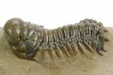 Detailed Crotalocephalina Trilobite - Atchana, Morocco #359537-2